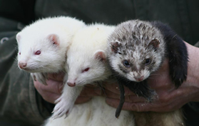 Ferreting