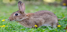 European Rabbit
