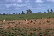 Rabbit Damaged Farmland
