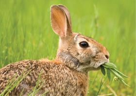 Rabbit Eating Foilage
