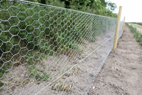 Rabbit Proof Fencing