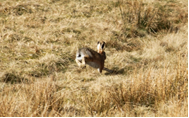 Rabbit Running Away