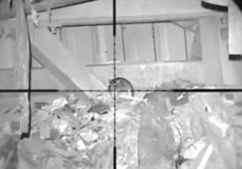 Rats Pest Control with Night Vision