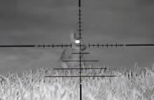 Shooting Rabbits with Night Vision
